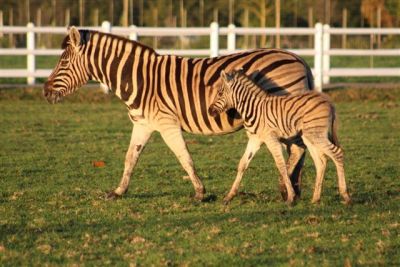 Zebra, Vredenheim Wine Farm, The Stellenbosch Wine Route, Cape Town