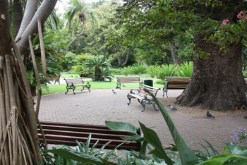 The Company garden, Cape Town Culture, Cape Town