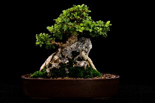 Cape Bonsai Kai Show