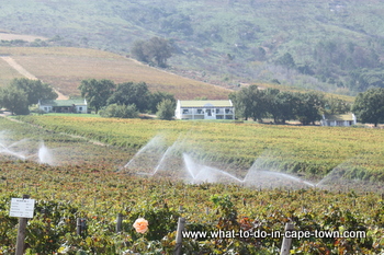 Accommodation, Seidelberg Wine Estate, Paarl Wine Route, Cape Town