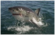 Shark Cage Diving, Cape Town