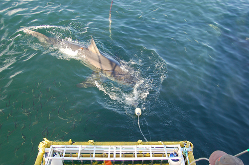 Shark Cage Diving, Cape Town