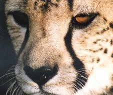 Charlie at Cheetah Outreach, Somerset West